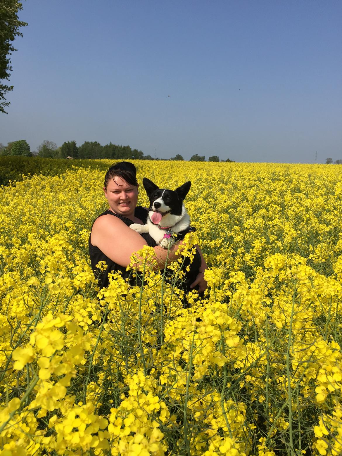 Welsh corgi cardigan Blondie's U 4 Ever  billede 36