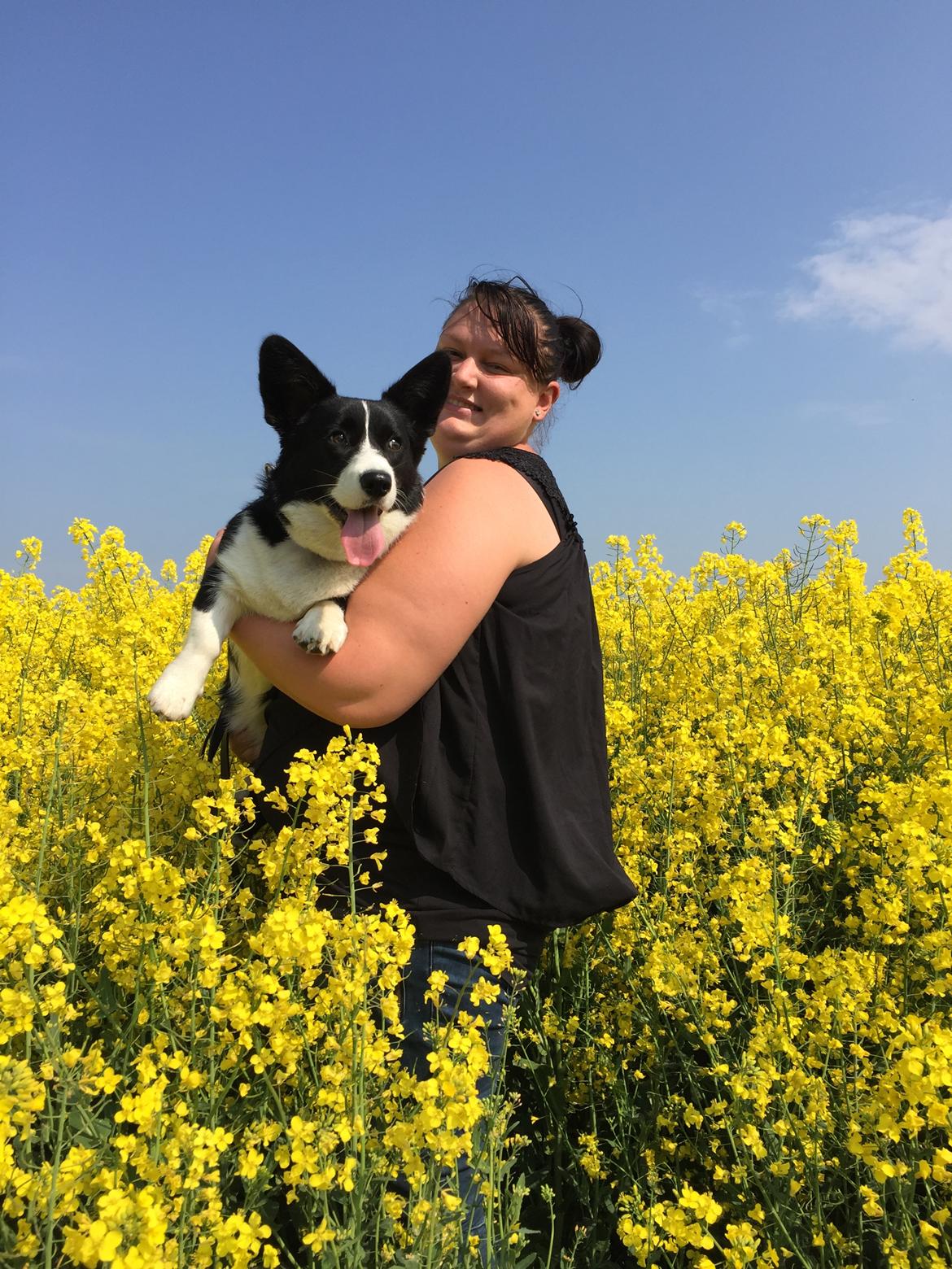Welsh corgi cardigan Blondie's U 4 Ever  billede 39