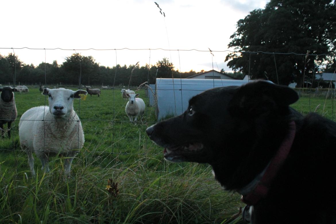 Border collie Hubert billede 21