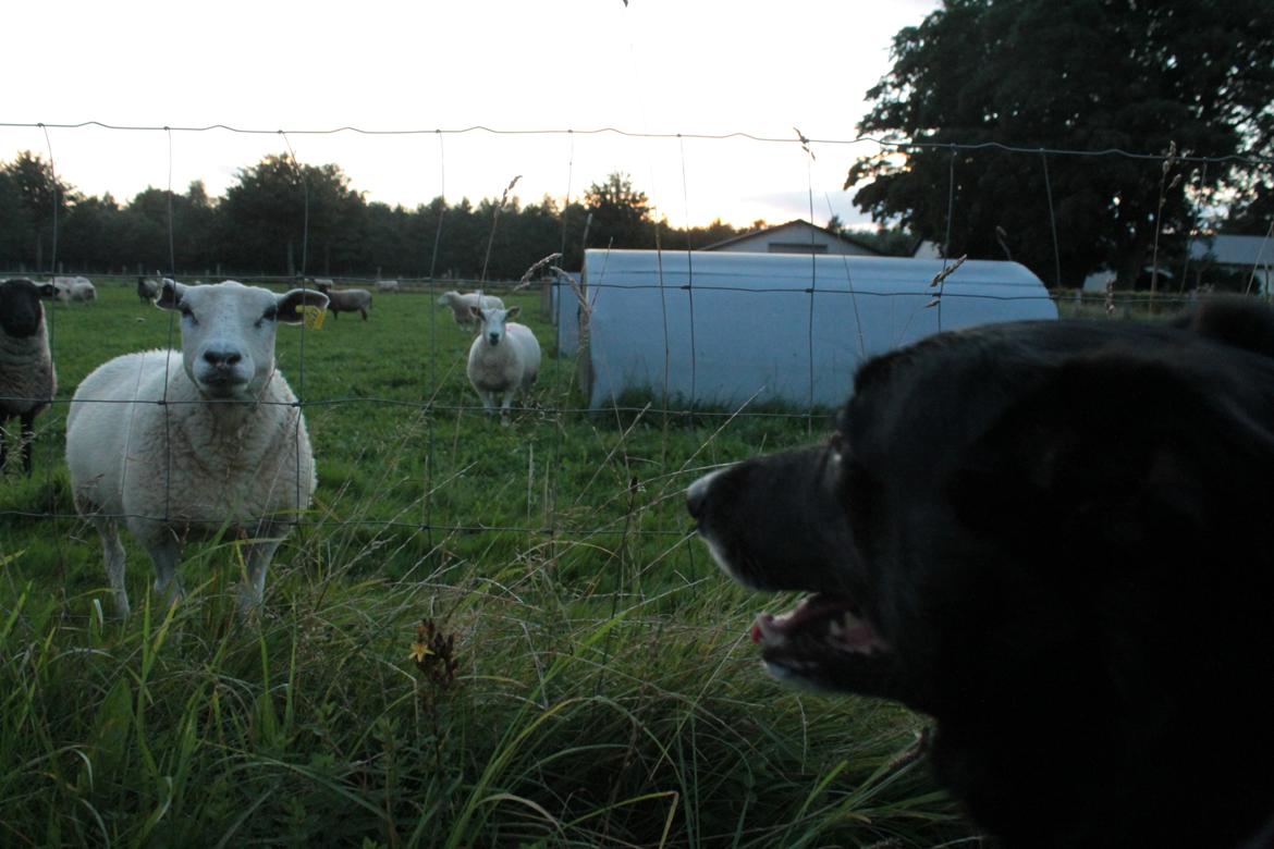 Border collie Hubert billede 22