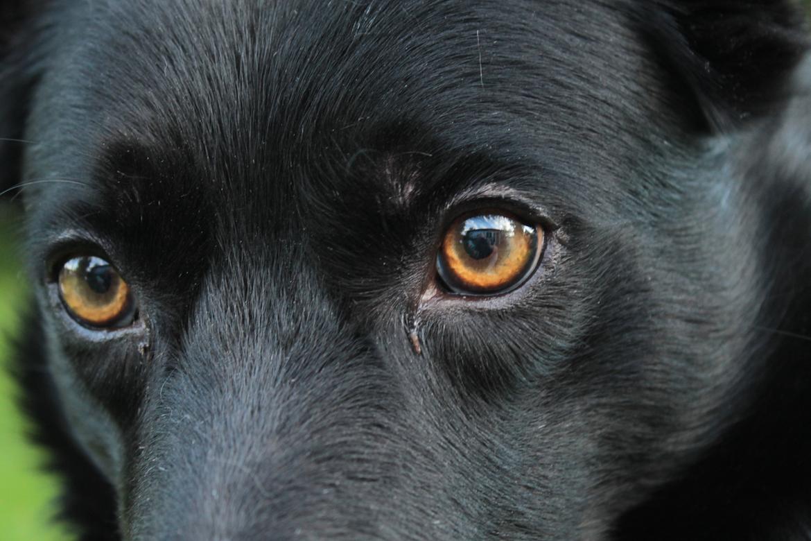 Border collie Hubert billede 1