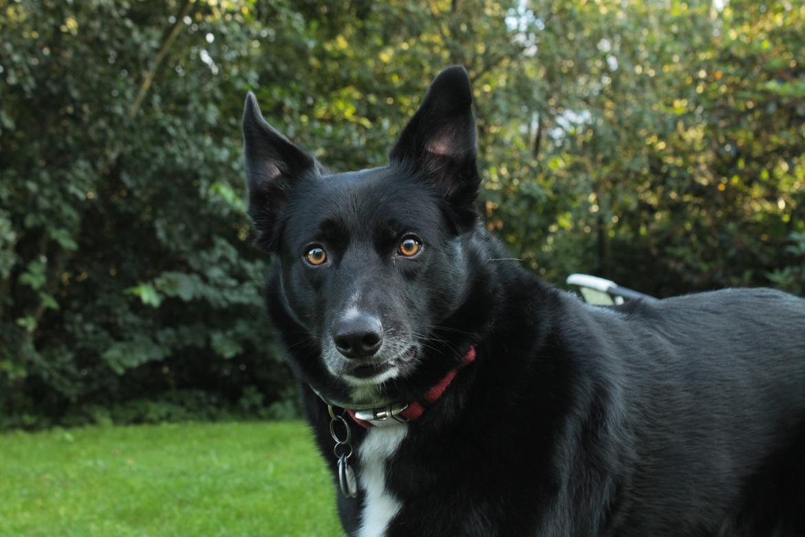 Border collie Hubert billede 23