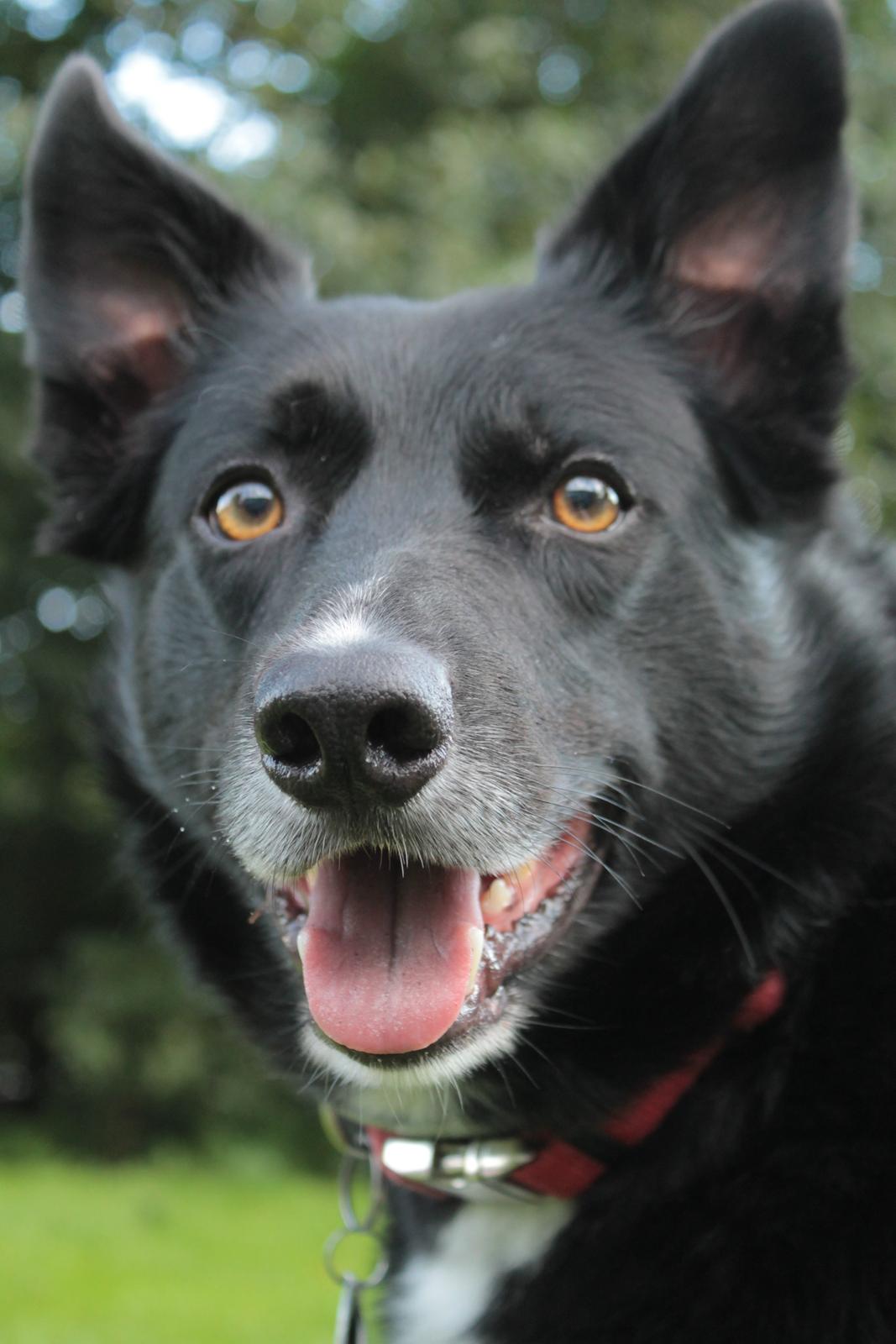 Border collie Hubert billede 26