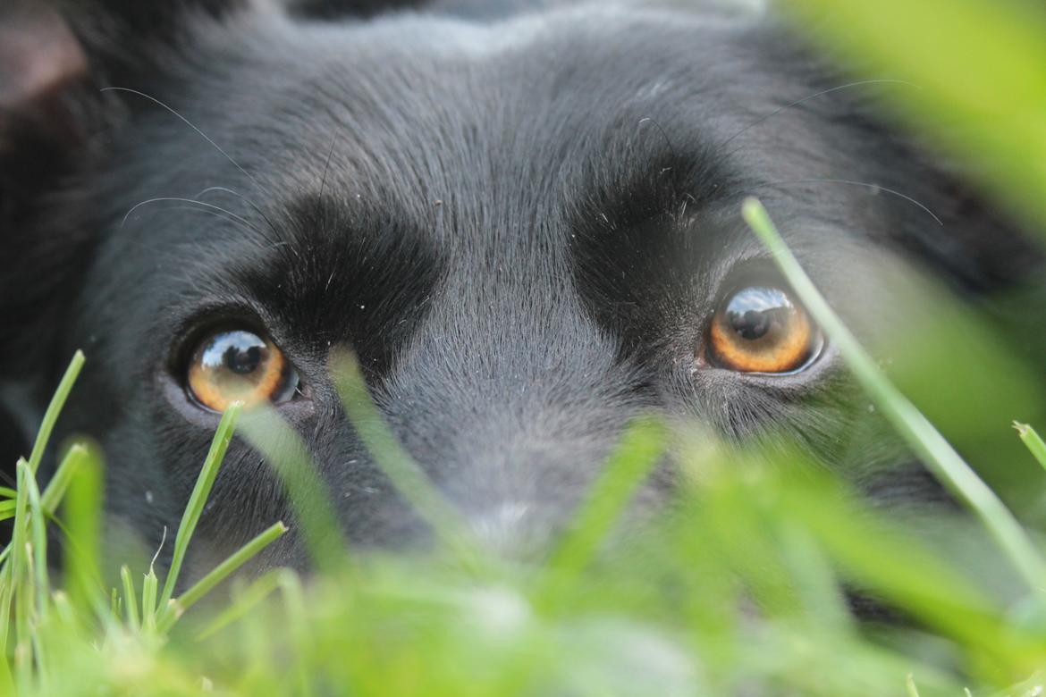 Border collie Hubert billede 27