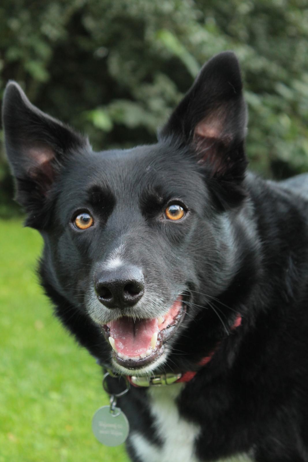 Border collie Hubert billede 25