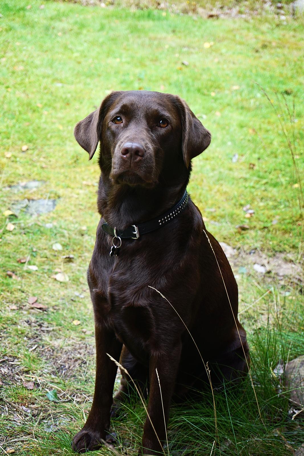 Labrador retriever Dumle billede 40