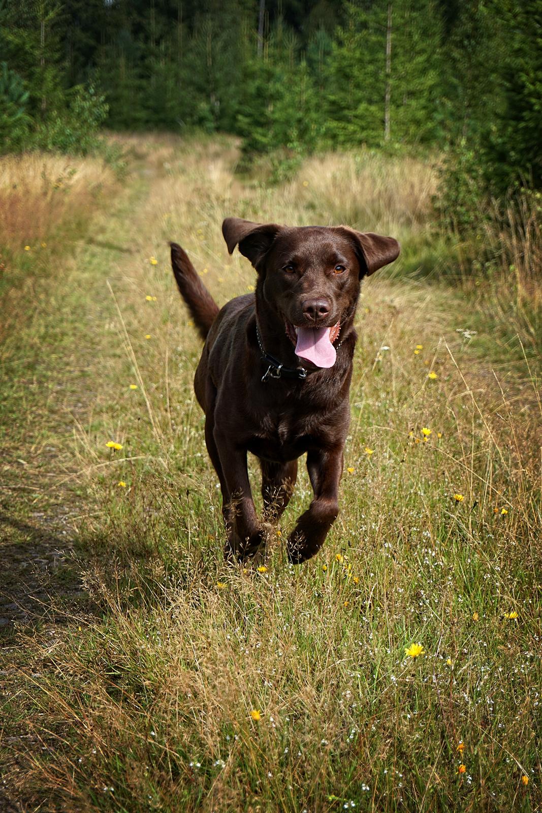 Labrador retriever Dumle billede 36