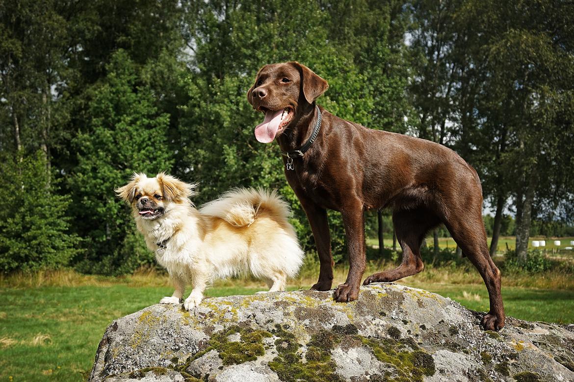 Labrador retriever Dumle billede 15