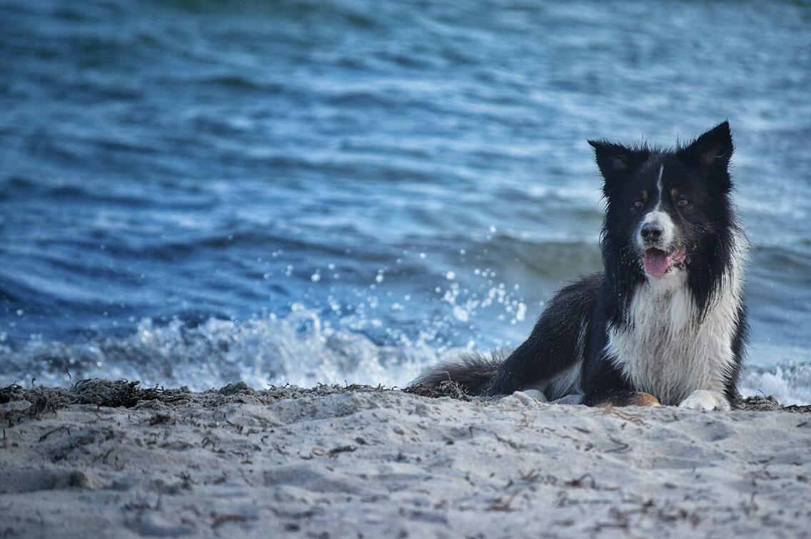 Border collie Satu (Hummelhund) billede 14