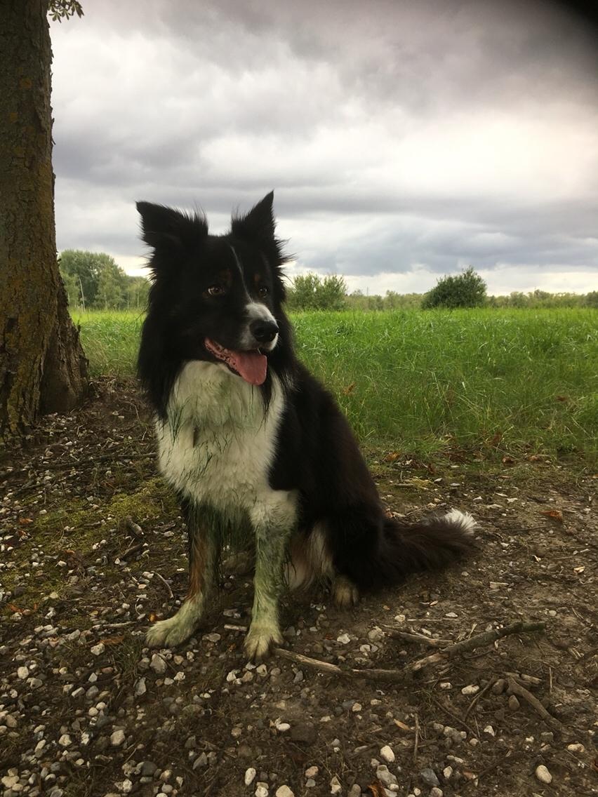 Border collie Satu (Hummelhund) billede 16