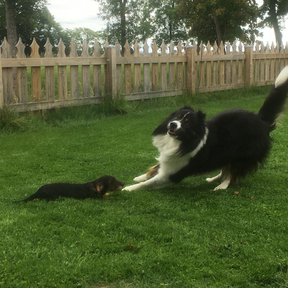Border collie Satu (Hummelhund) billede 17
