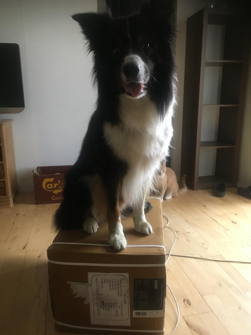 Border collie Satu (Hummelhund) billede 20