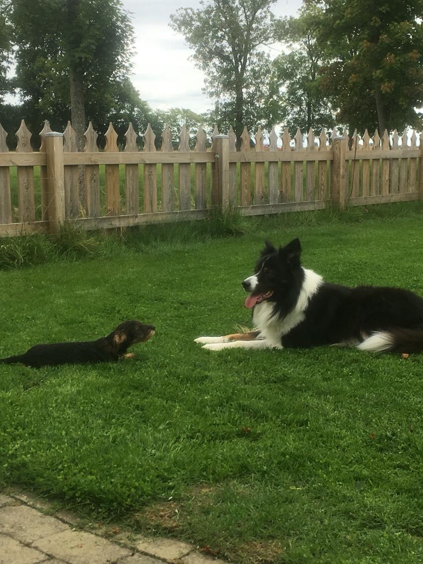 Border collie Satu (Hummelhund) billede 19