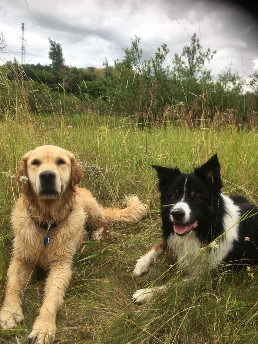 Border collie Satu (Hummelhund) billede 24