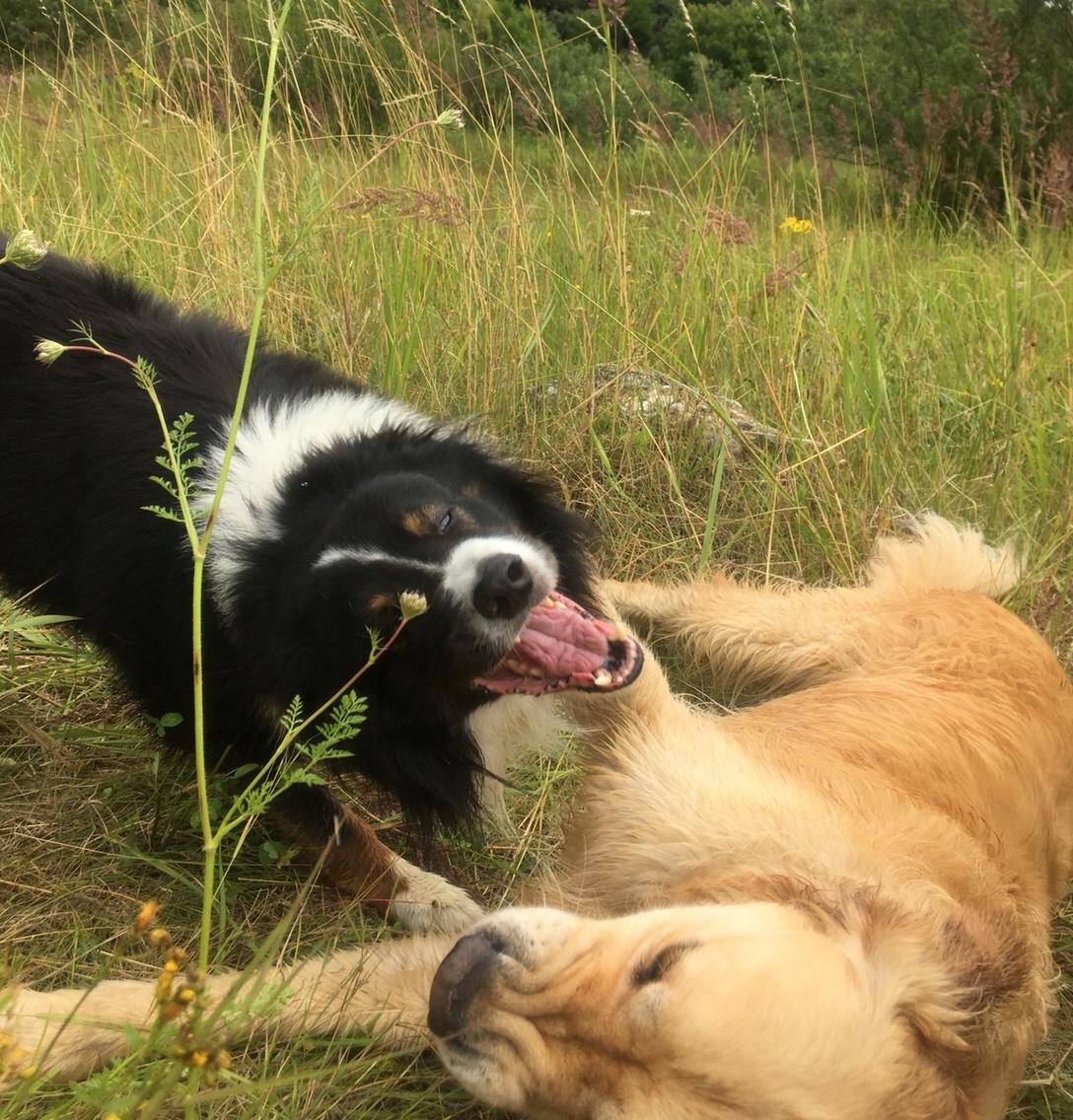 Border collie Satu (Hummelhund) billede 23