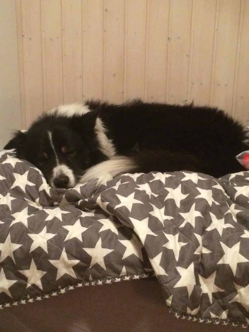 Border collie Satu (Hummelhund) billede 26