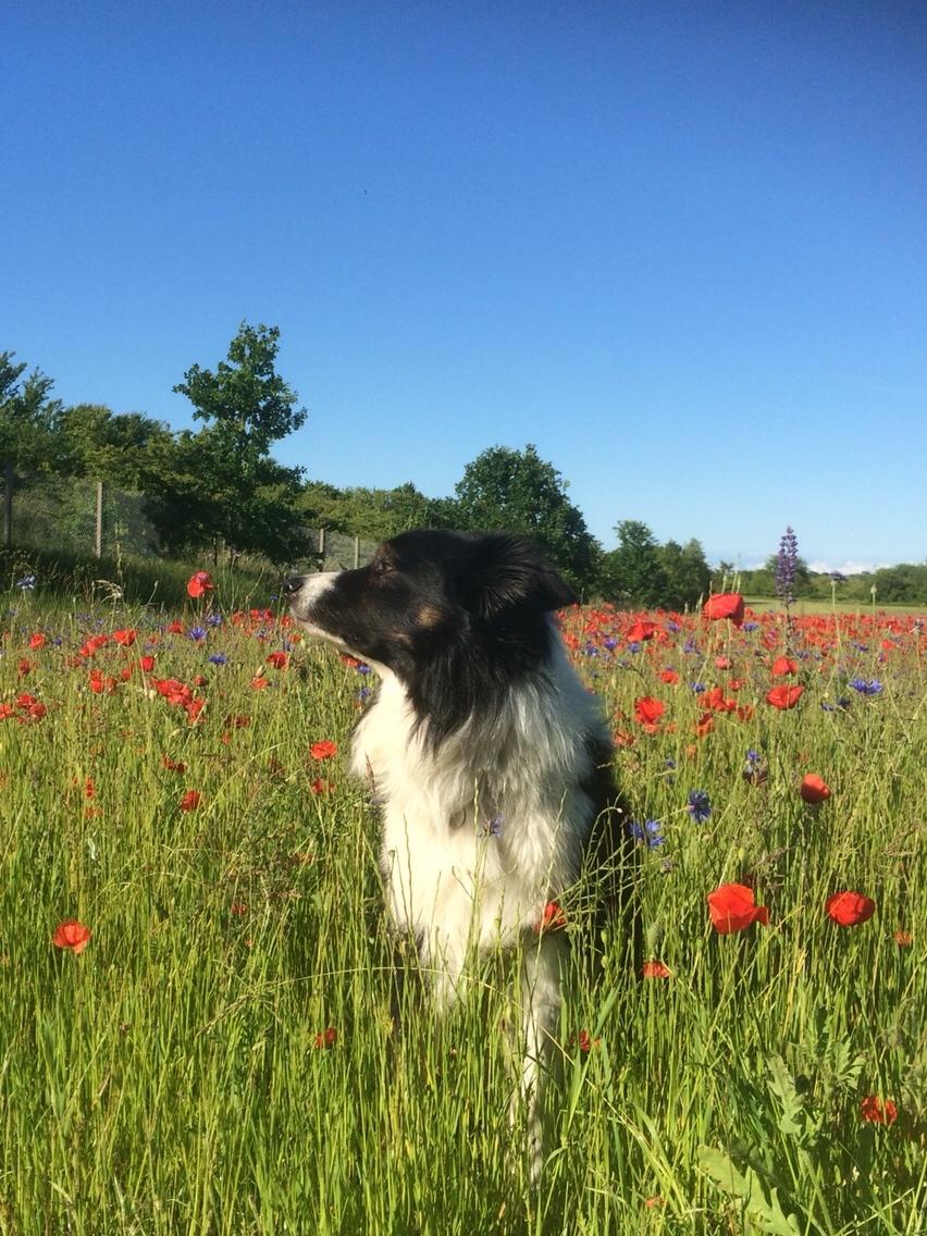 Border collie Satu (Hummelhund) billede 25