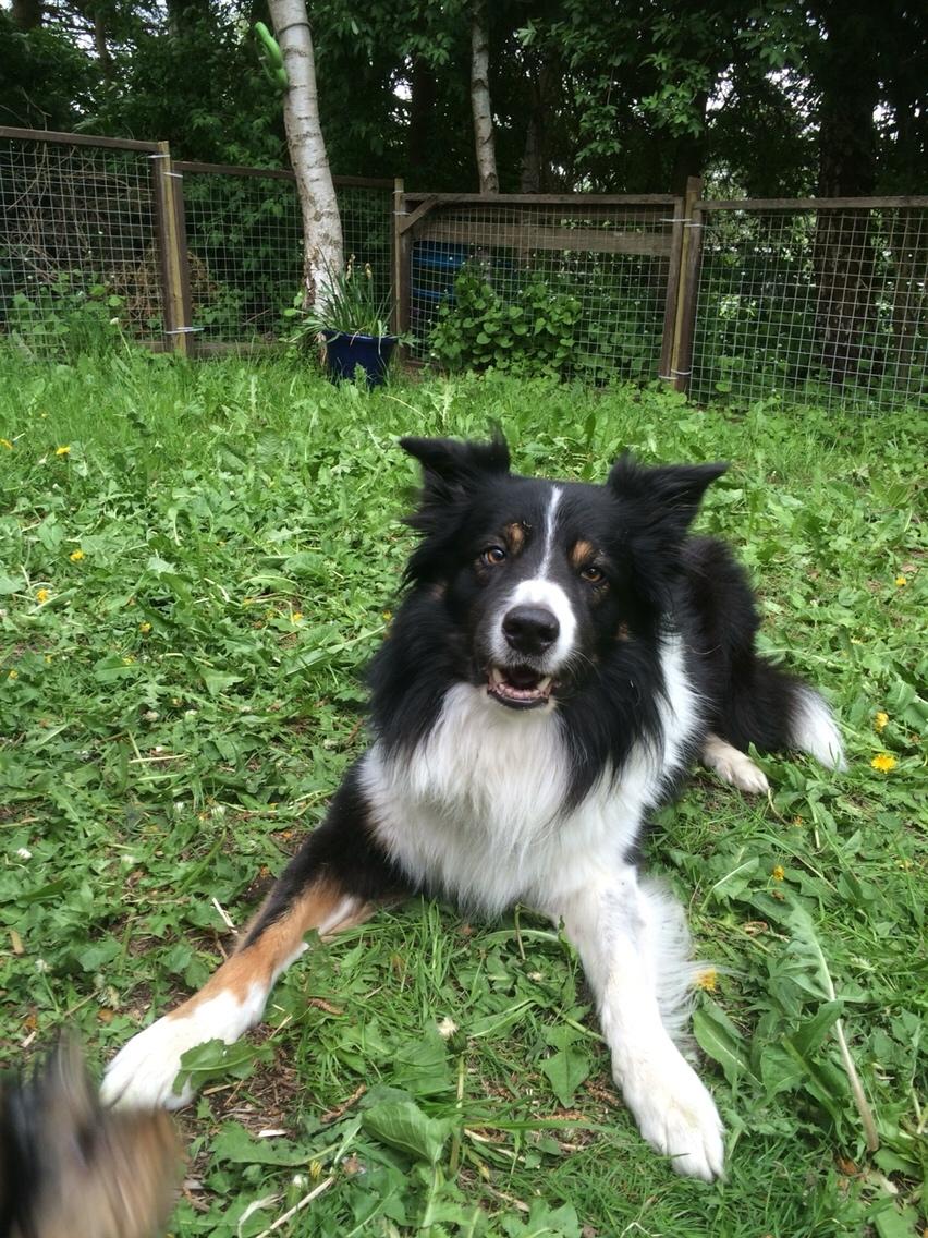 Border collie Satu (Hummelhund) billede 27