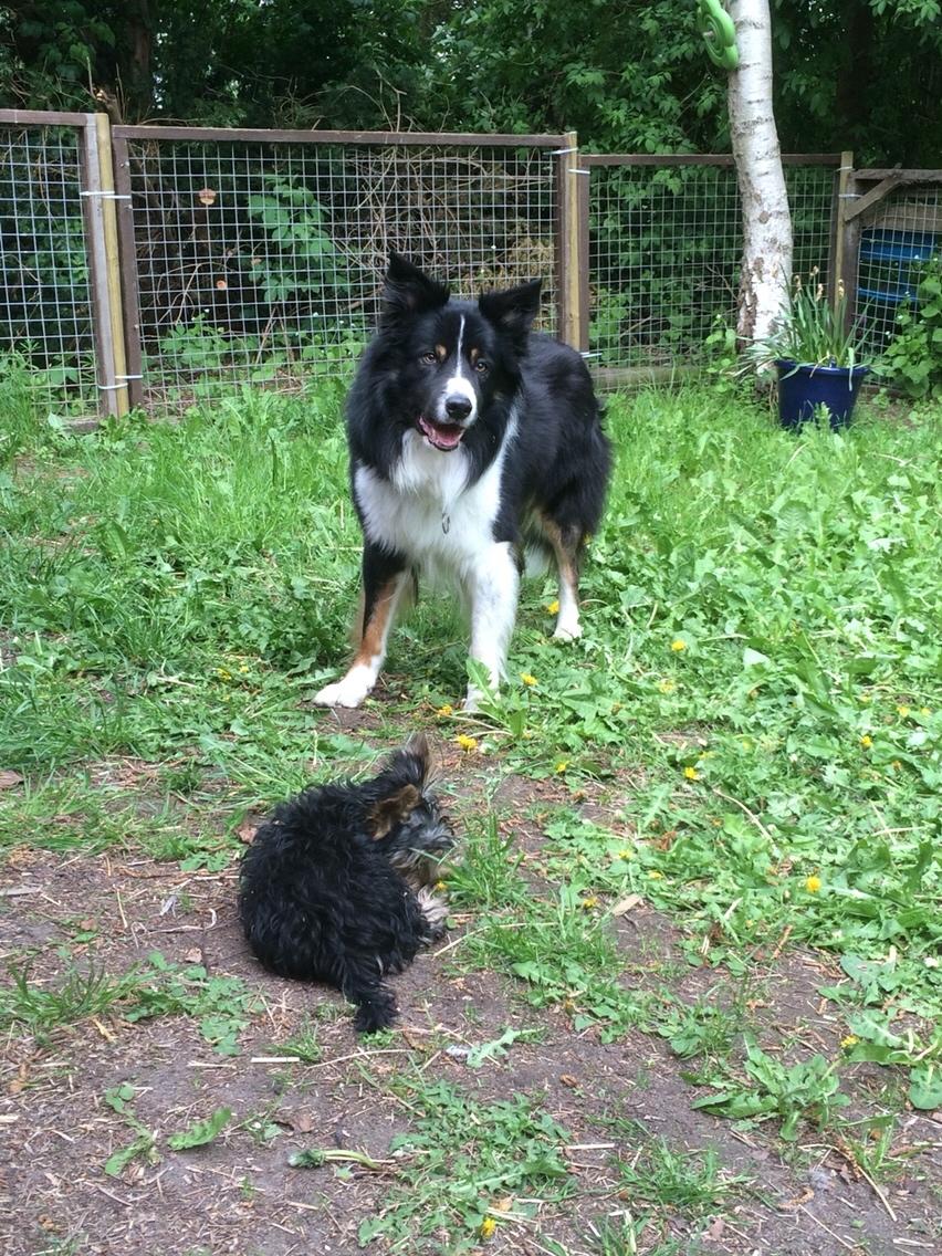 Border collie Satu (Hummelhund) billede 29