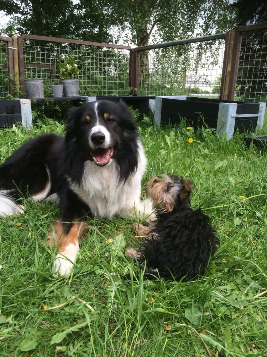 Border collie Satu (Hummelhund) billede 30