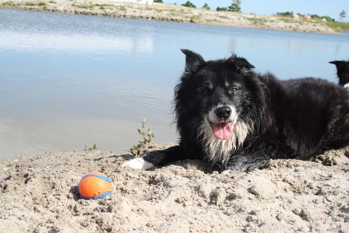 Blanding af racer Kátur billede 16