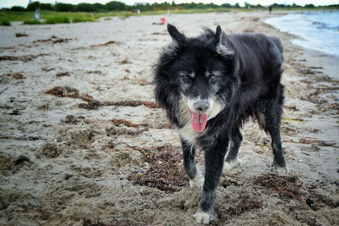 Blanding af racer Kátur billede 15