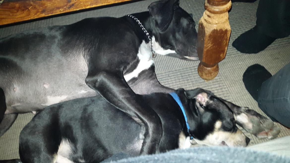 Grand danois Wilma - Wilma putter med vores "plejebarn " billede 5