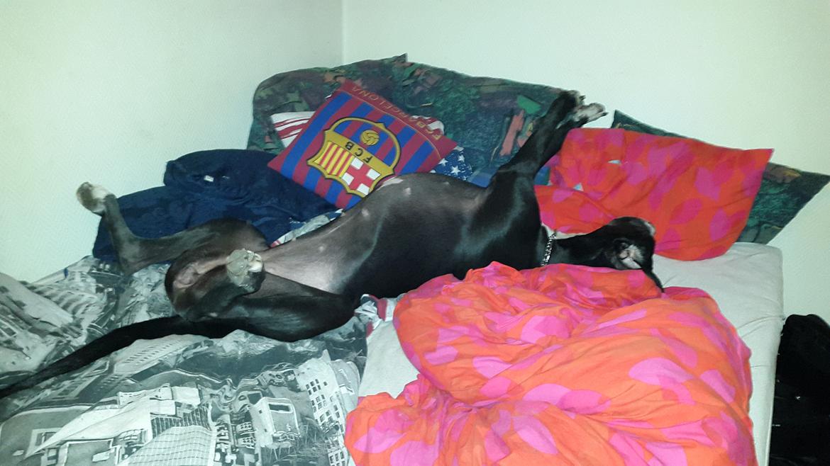 Grand danois Wilma - Wilma elsker at sove i min ældste datters seng billede 6