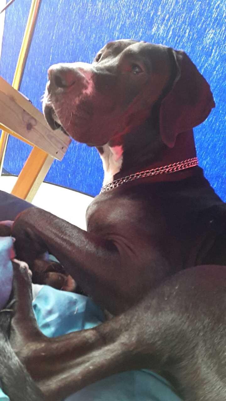 Grand danois Wilma billede 7