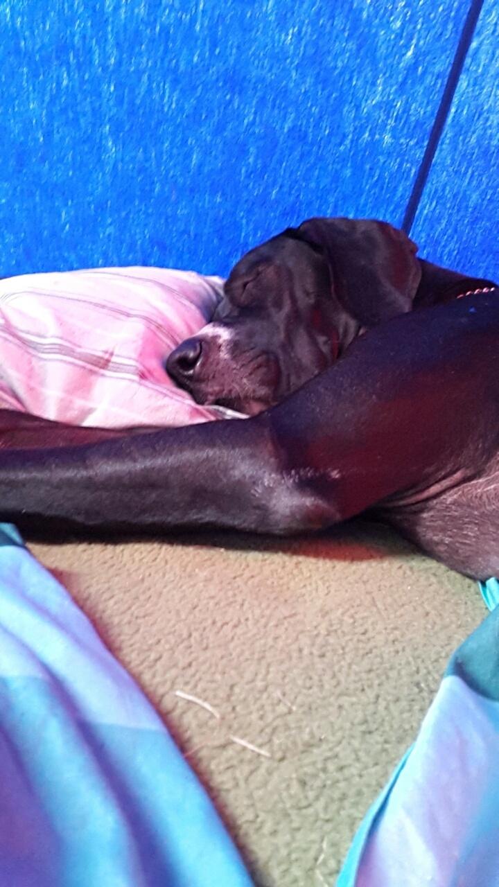 Grand danois Wilma - Wilma sover i telt med børnene billede 8