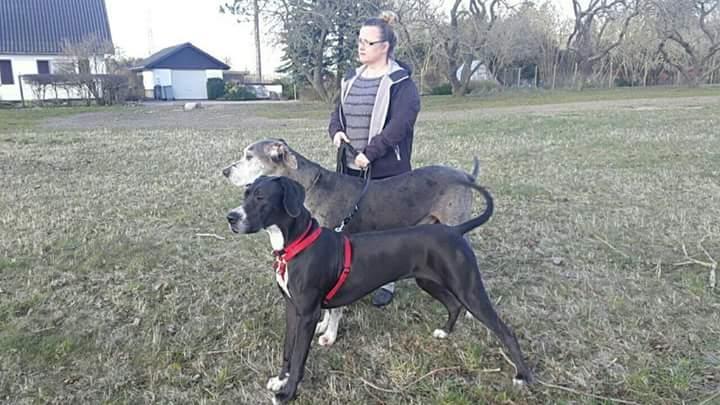 Grand danois Wilma - Kenzo (far) og Wilma (datter) billede 4