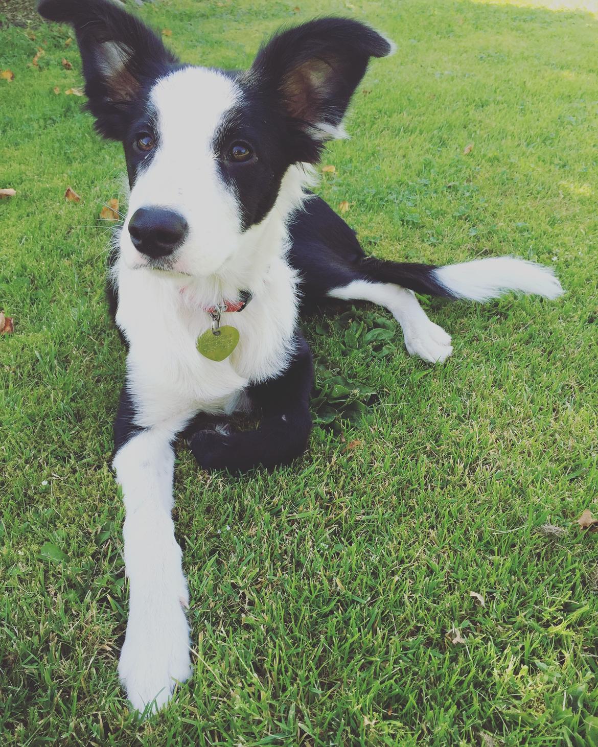 Border collie Hollie billede 9