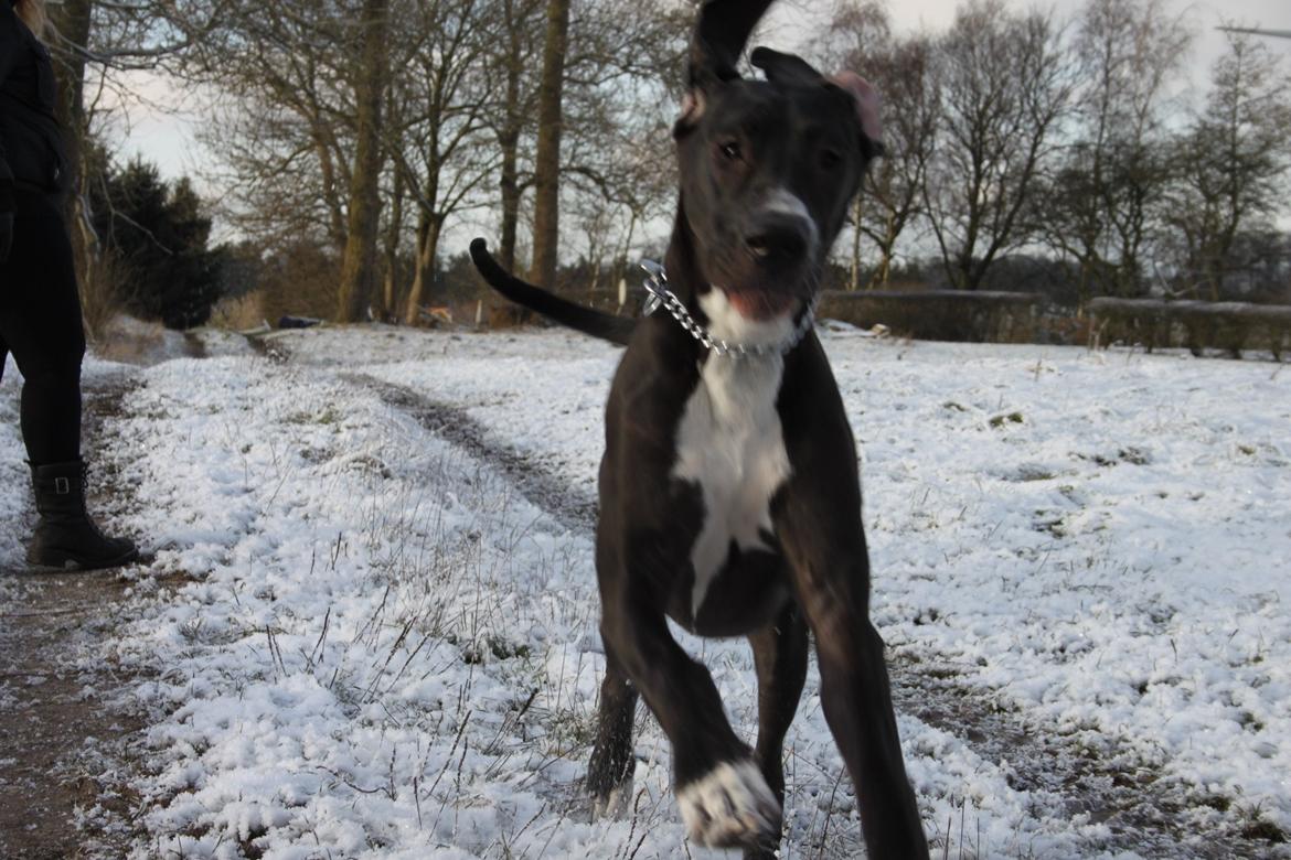 Grand danois Wilma billede 13