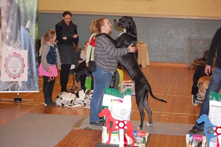 Grand danois Wilma - Et lille kram, billedet er fra da vi var på juleskue 2015 billede 9