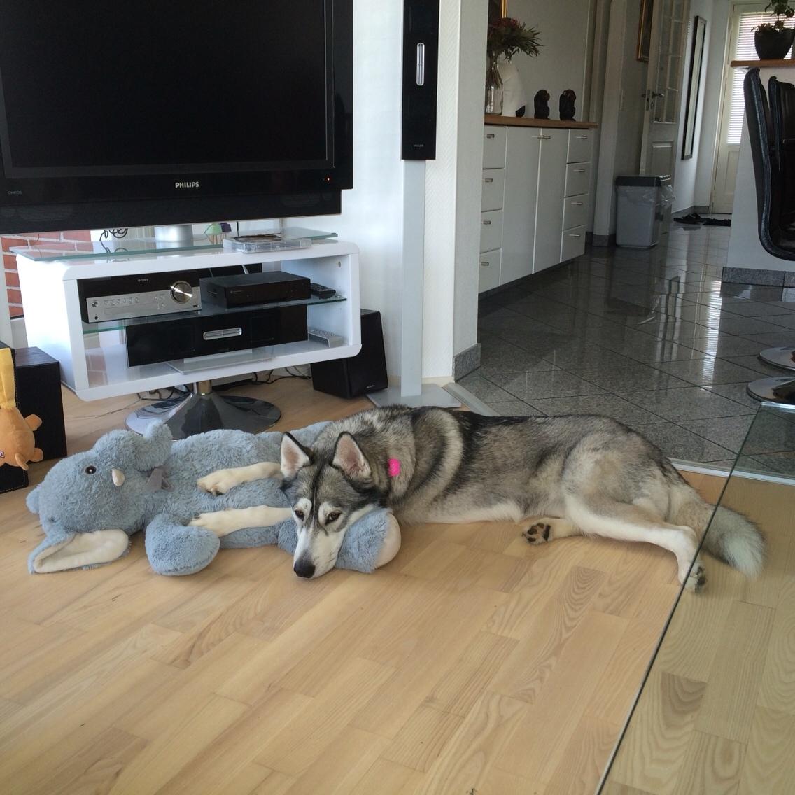 Siberian husky Aika billede 8