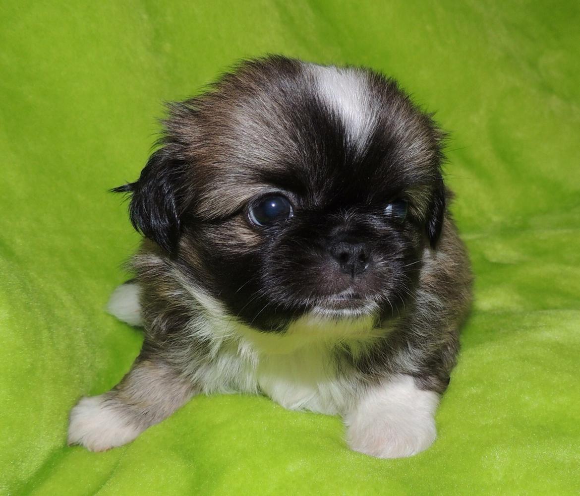 Tibetansk spaniel Eigil billede 7