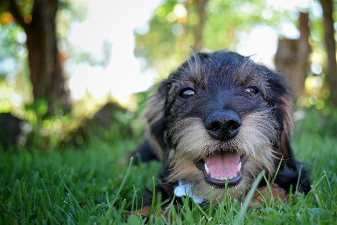 Dværggravhund Agnes. ( Himmelhund ) billede 43