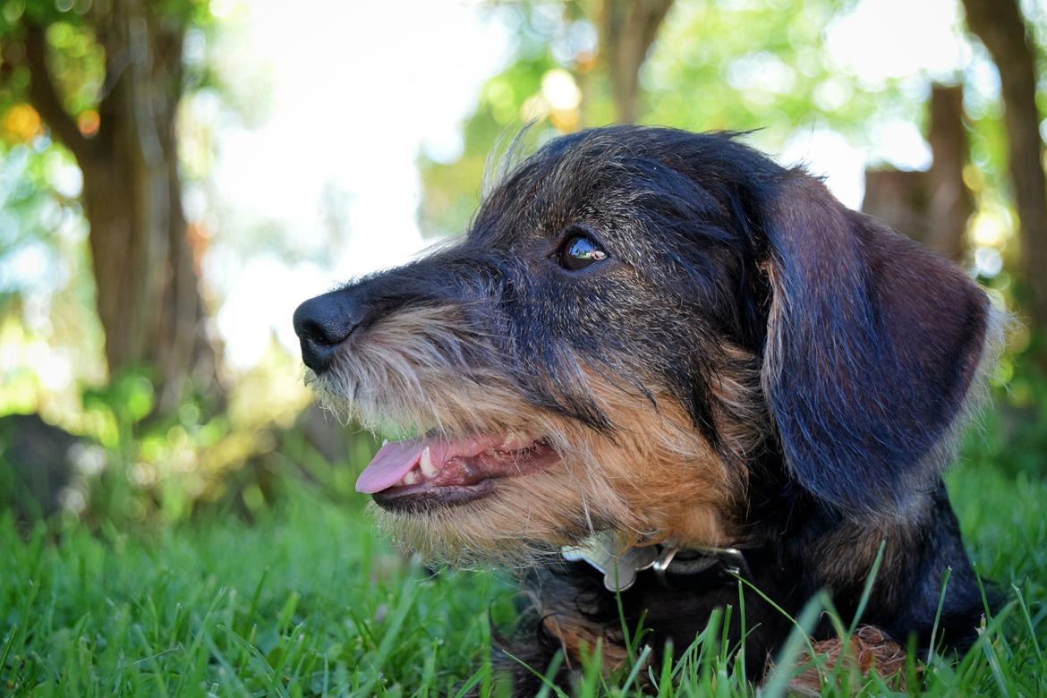 Dværggravhund Agnes. ( Himmelhund ) billede 41