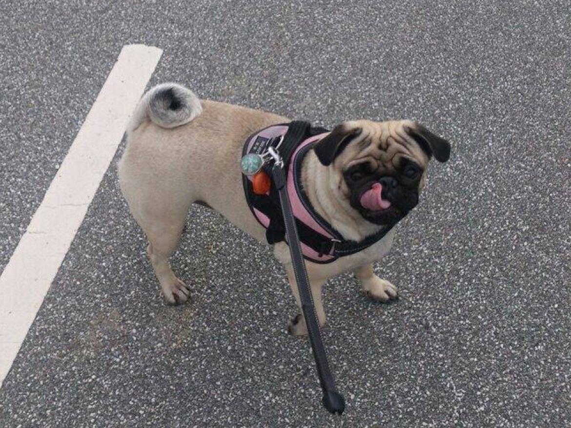 Mops Martha  billede 13