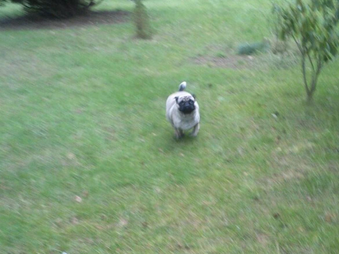 Mops Martha  billede 11