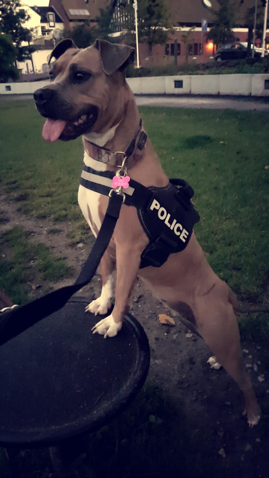 Blanding af racer Pixie billede 10