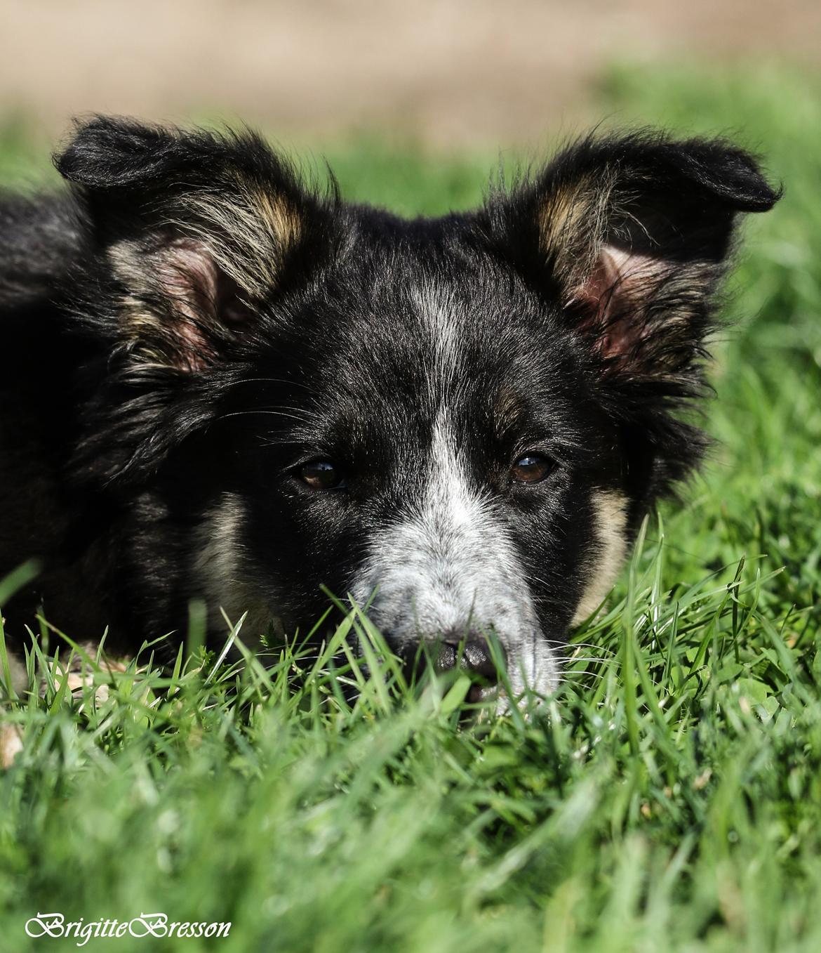 Border collie Skjernå Bordercollie Jill billede 1