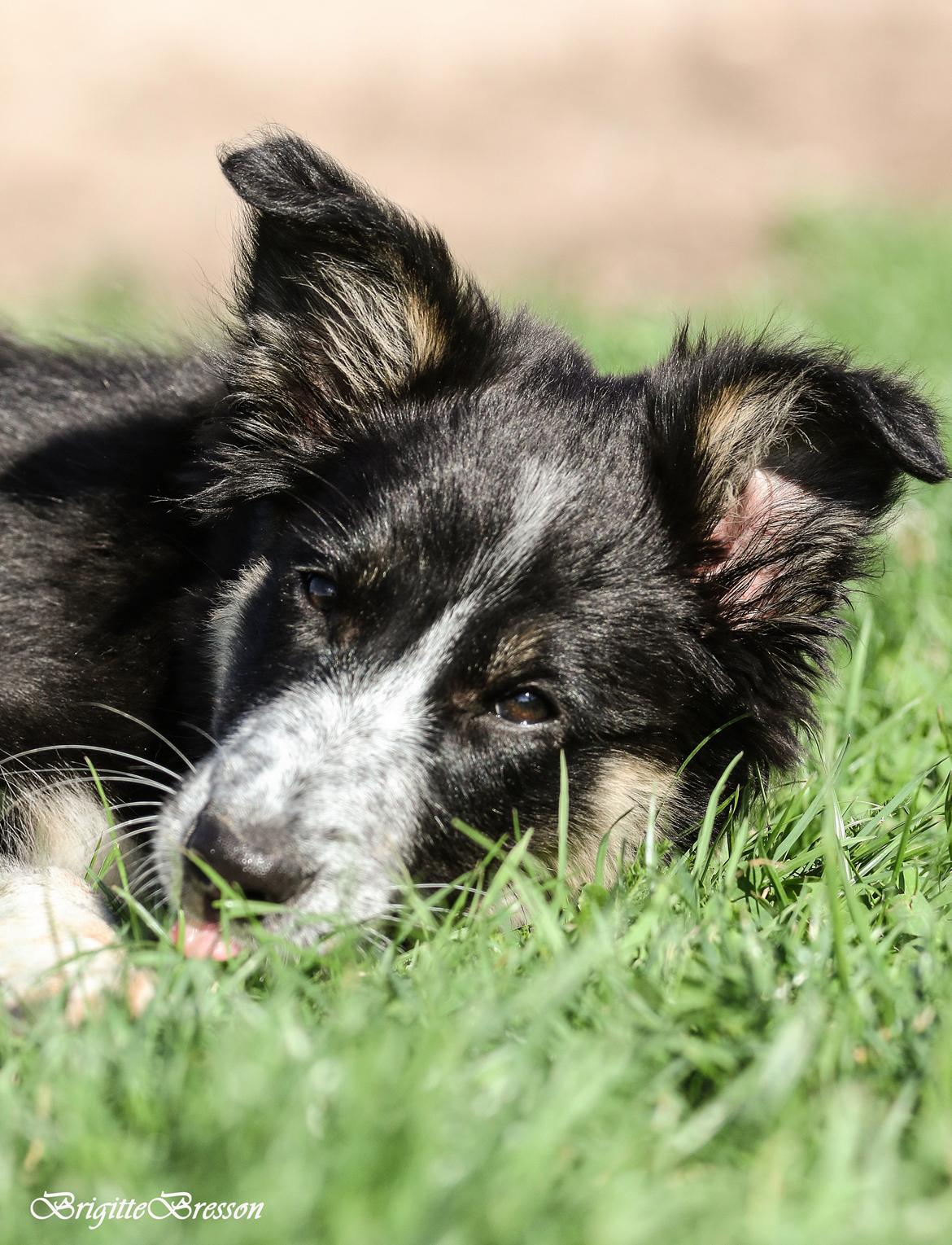 Border collie Skjernå Bordercollie Jill billede 2