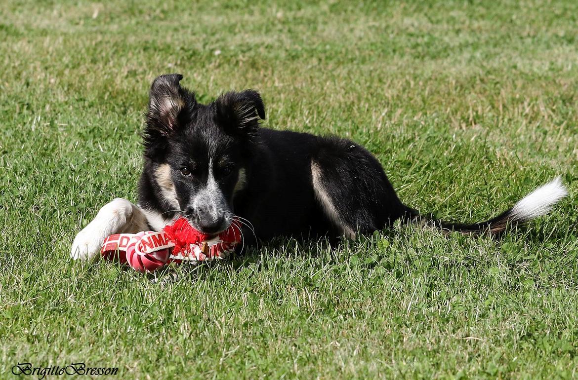 Border collie Skjernå Bordercollie Jill billede 3