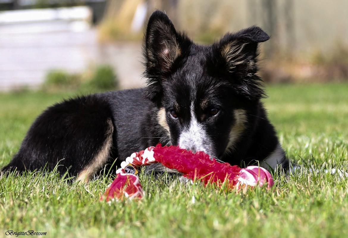 Border collie Skjernå Bordercollie Jill billede 4