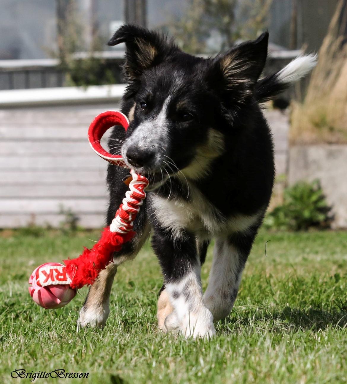 Border collie Skjernå Bordercollie Jill billede 5