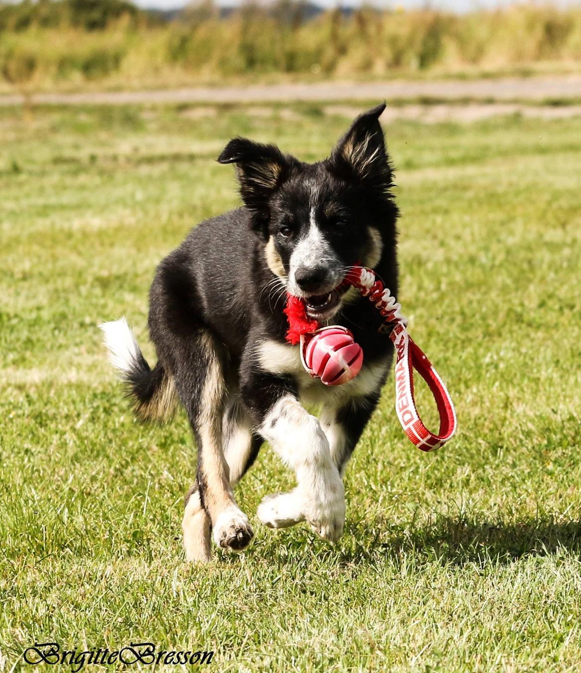 Border collie Skjernå Bordercollie Jill billede 6