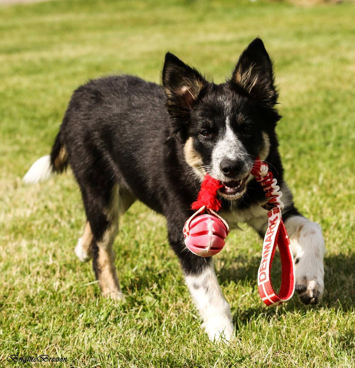 Border collie Skjernå Bordercollie Jill billede 7