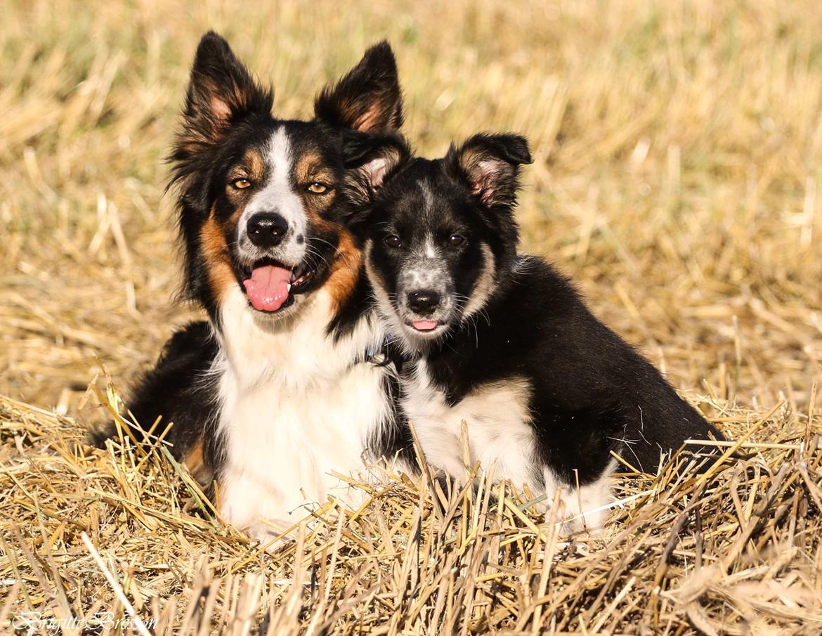 Border collie Skjernå Bordercollie Jill billede 9