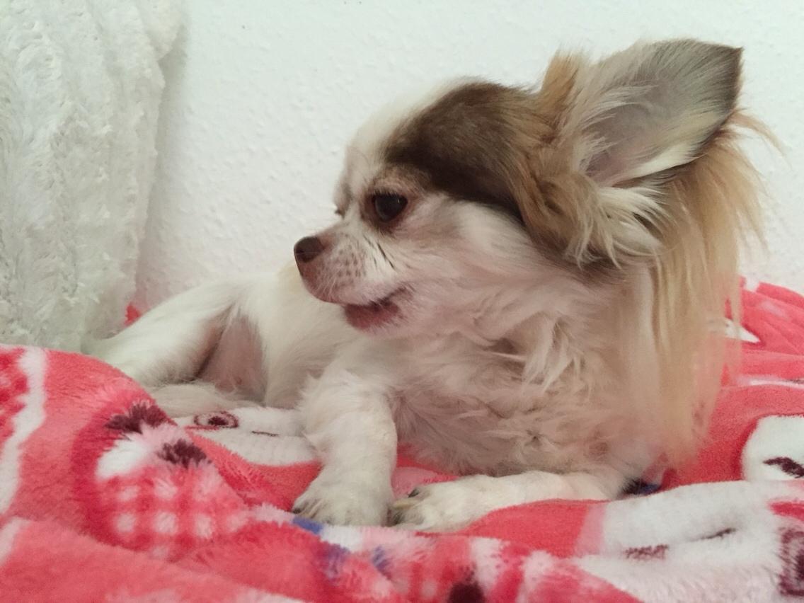 Chihuahua Coco billede 1
